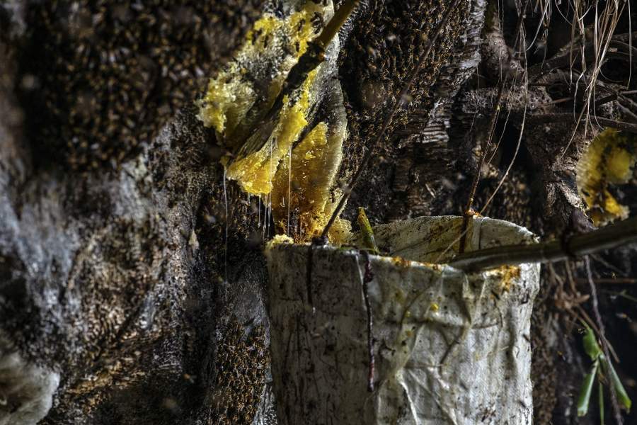 Дикий мед в Китае