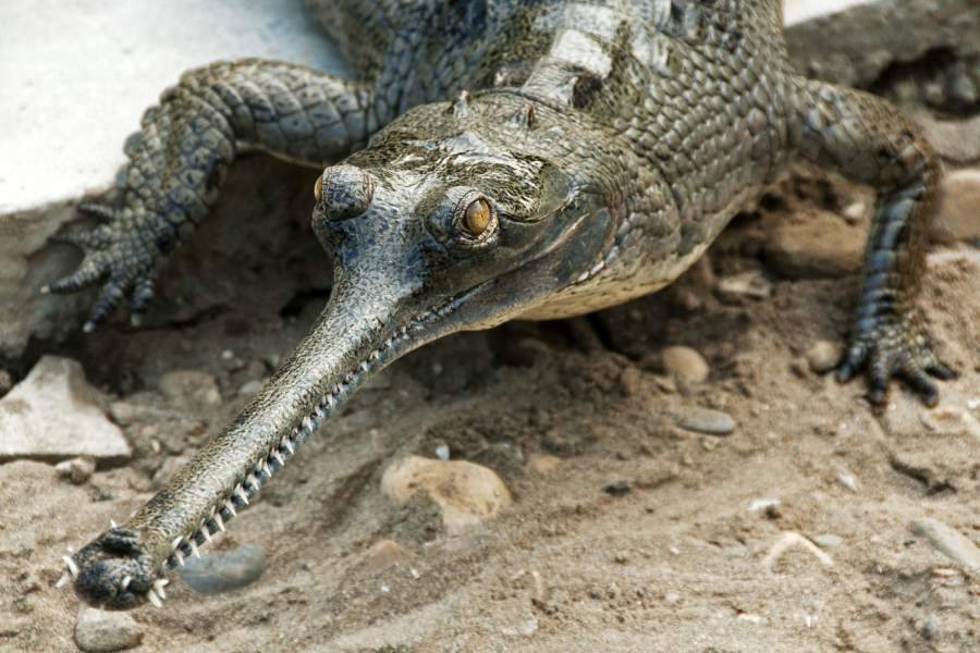 Национальный парк Читван в Непале