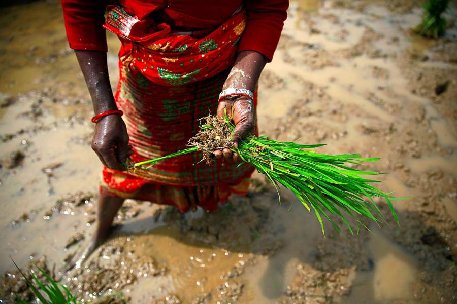 Фестиваль посадки риса  в Непале