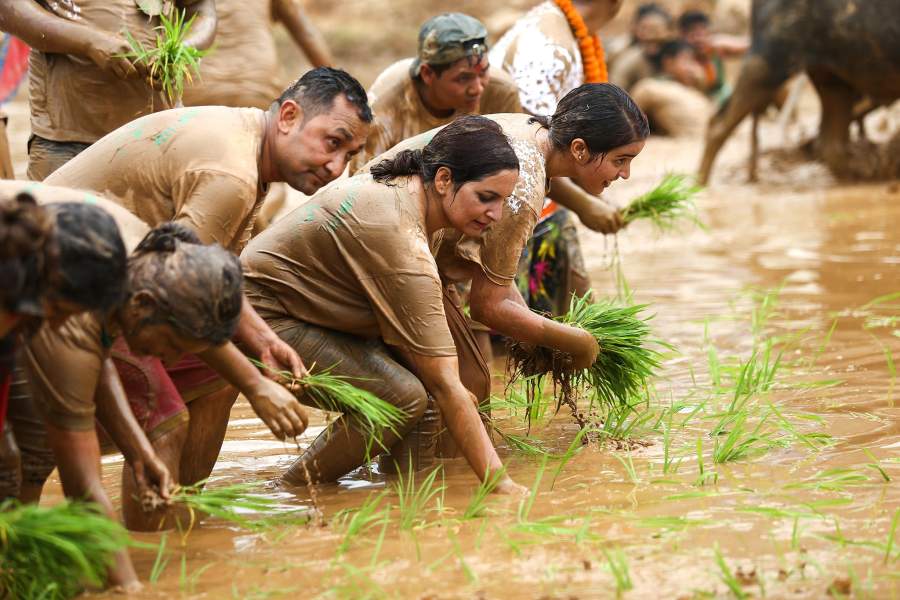 Фестиваль посадки риса  в Непале