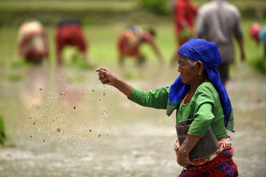 Фестиваль посадки риса  в Непале