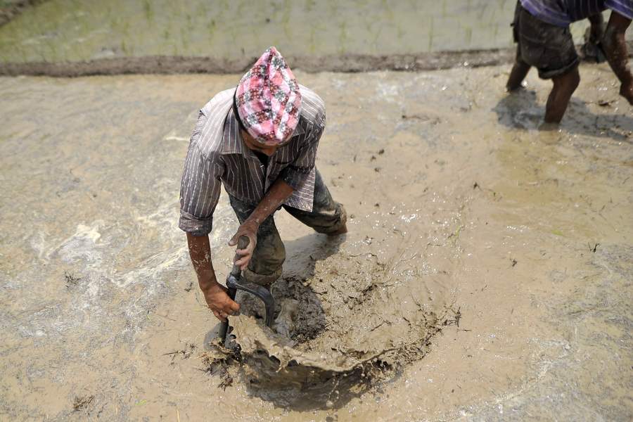 Фестиваль посадки риса  в Непале