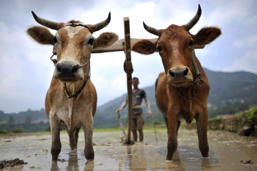 Фестиваль посадки риса  в Непале