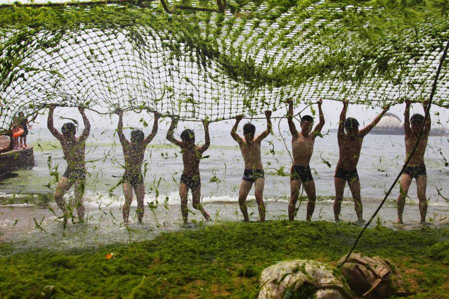 Китайские пляжи заполнили зелёные водоросли