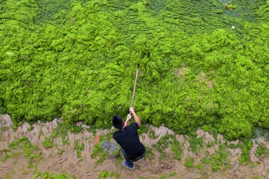 Китайские пляжи заполнили зелёные водоросли