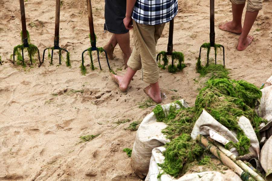 Китайские пляжи заполнили зелёные водоросли