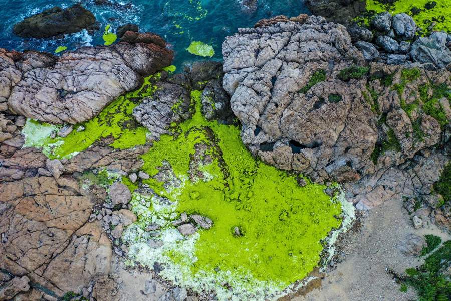 Китайские пляжи заполнили зелёные водоросли