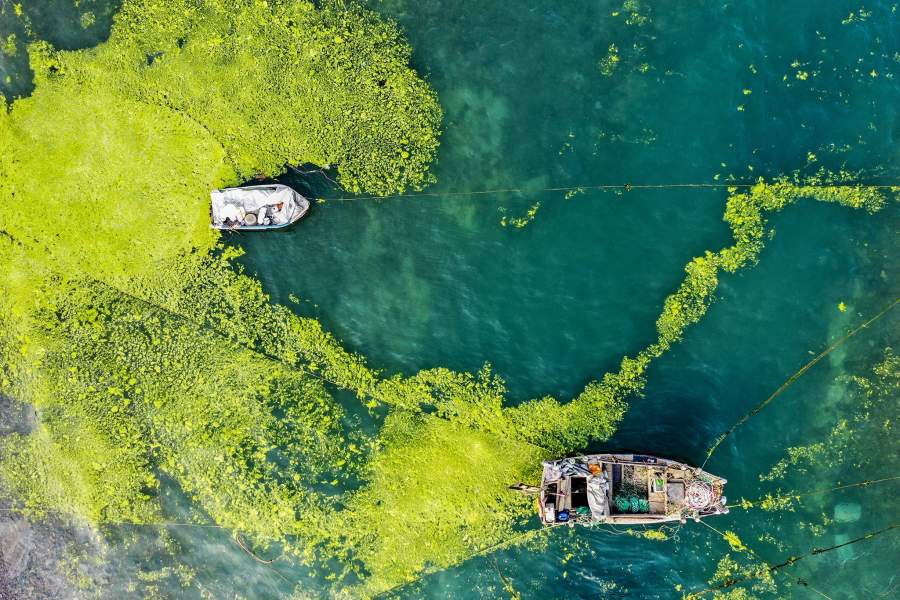 Китайские пляжи заполнили зелёные водоросли