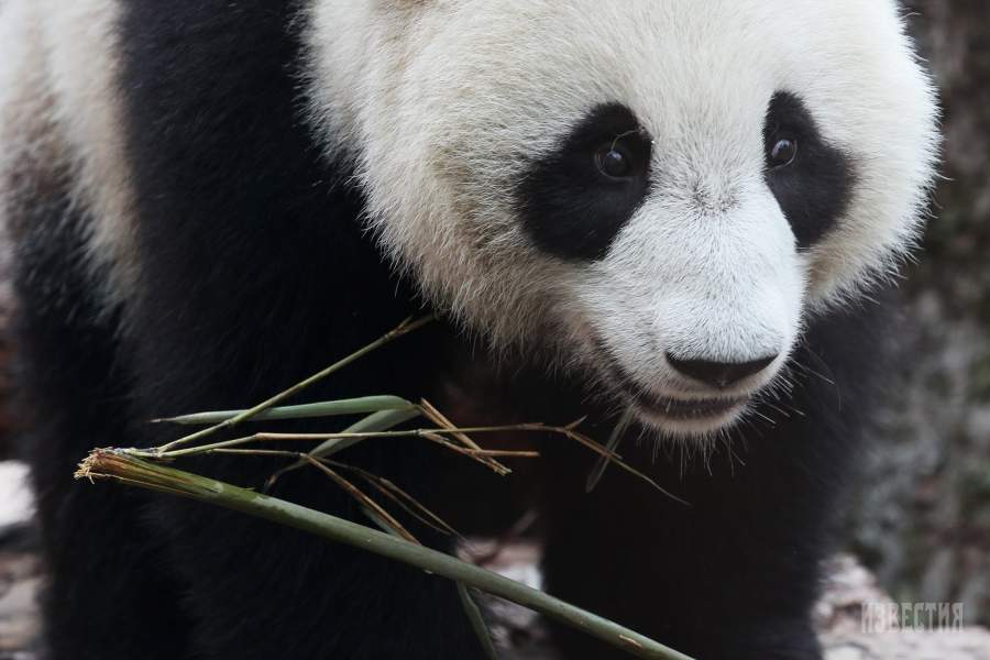 Панда в Московском зоопарке