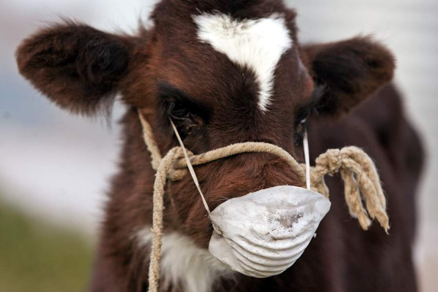 Животные в районе Убинас в Перу