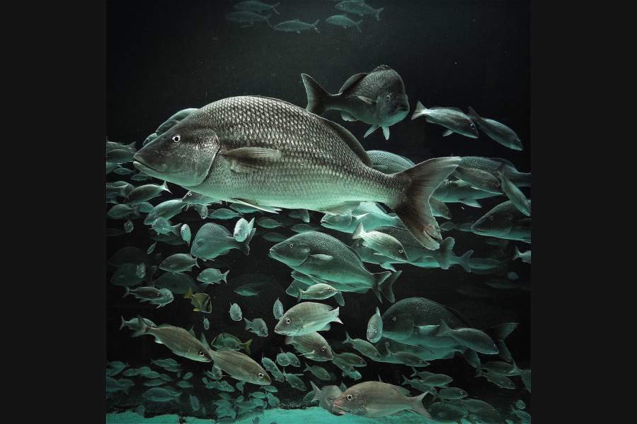 Выслеженный на Багамах «Наблюдатель» американки Дины Бертон получил третье место в номинации «Животные»