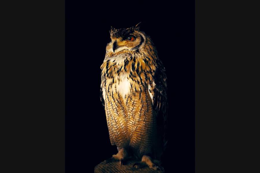 Этот обаятельный филин, снятый японцем Йоичи Сато, получил второе место в номинации «Животные»