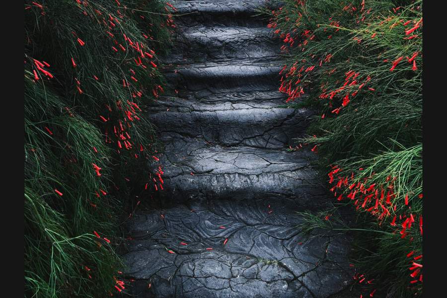 «Цветы в темноте» разглядел в китайской провинции Шэньчжэнь фотограф Чуаньчэн Цзинь