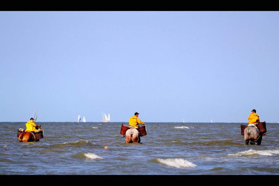 Ловцы креветок в Бельгии