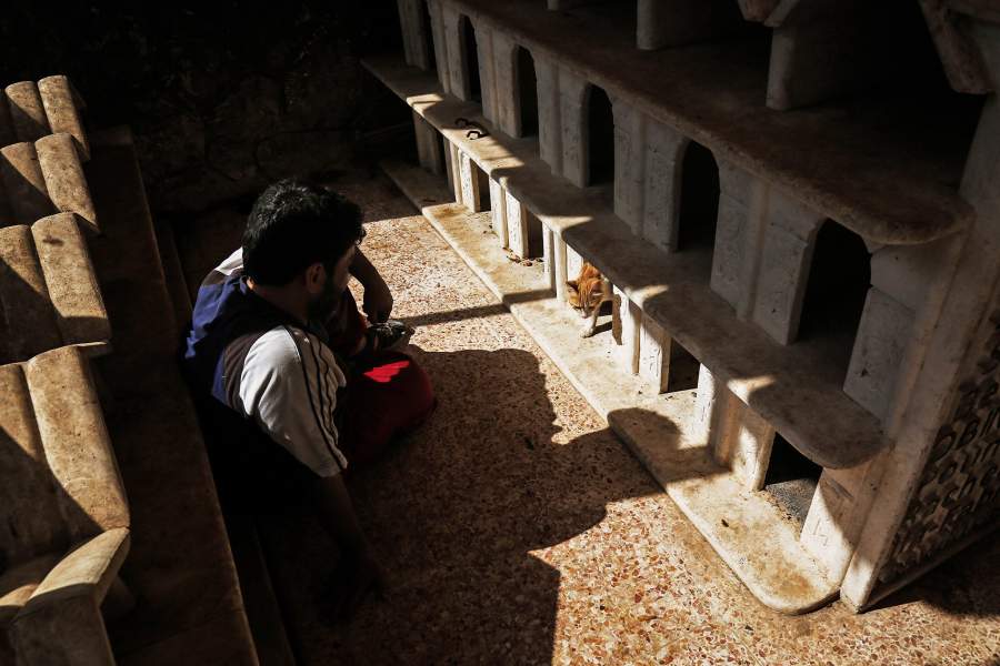 Дом кошек в Алеппо