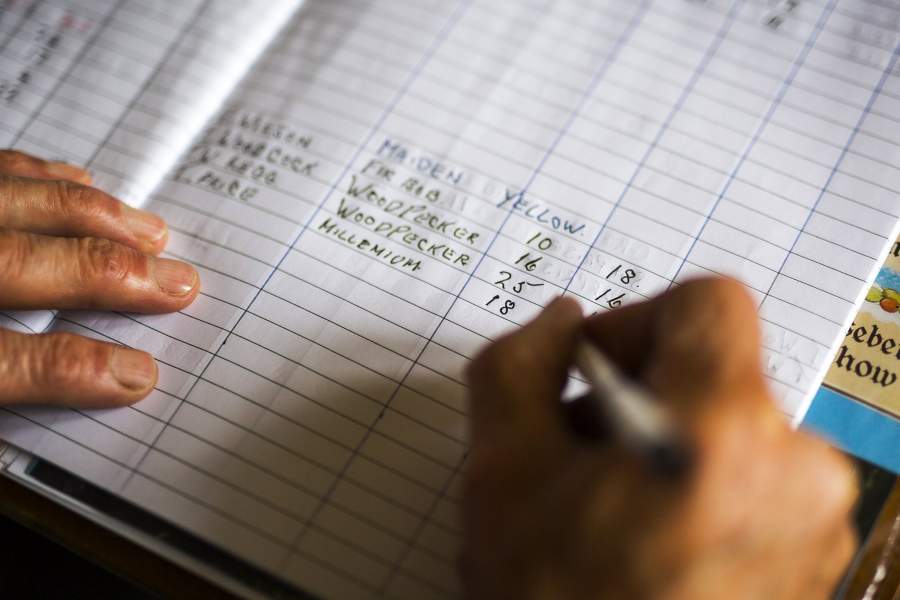 Фестиваль крыжовника в Англии