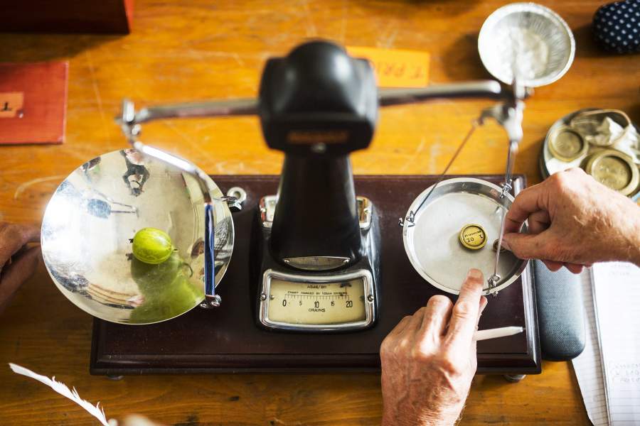 Фестиваль крыжовника в Англии