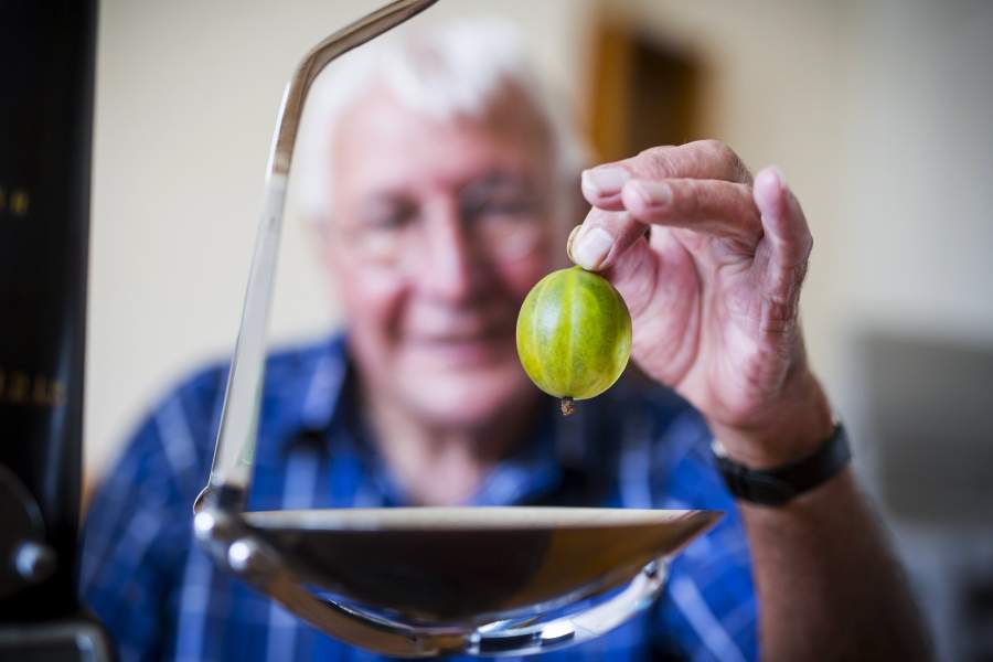Фестиваль крыжовника в Англии