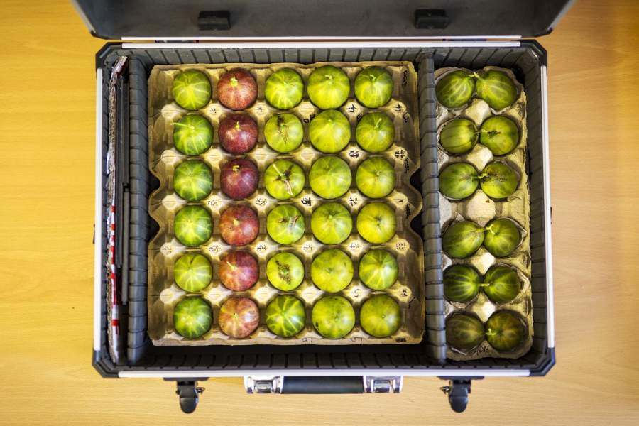 Фестиваль крыжовника в Англии