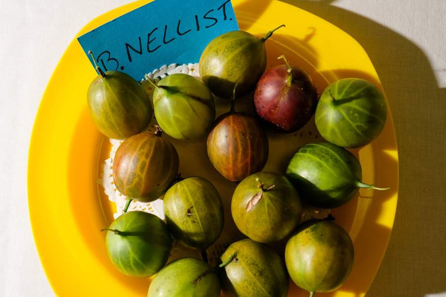 Фестиваль крыжовника в Англии