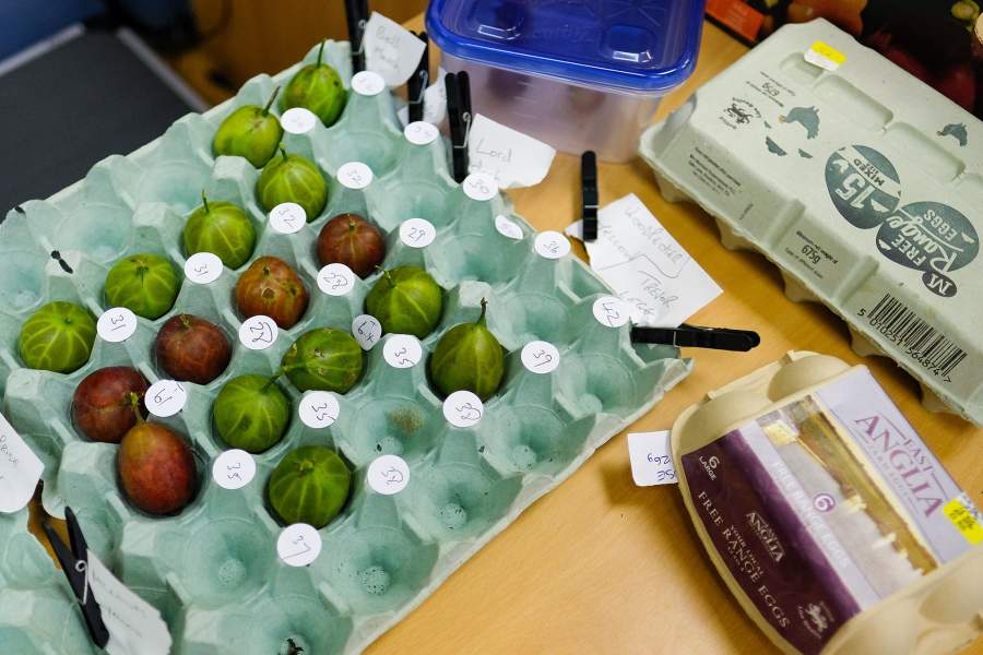 Фестиваль крыжовника в Англии