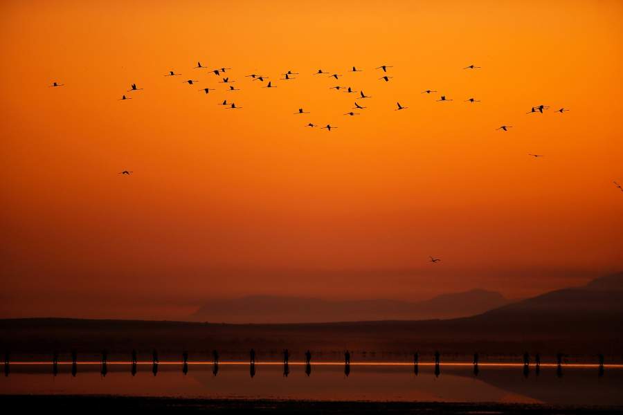 Фламинго в Испании