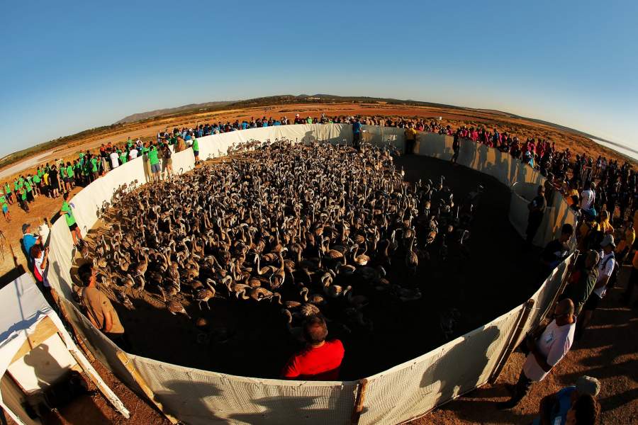 Фламинго в Испании