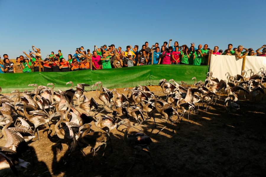 Фламинго в Испании