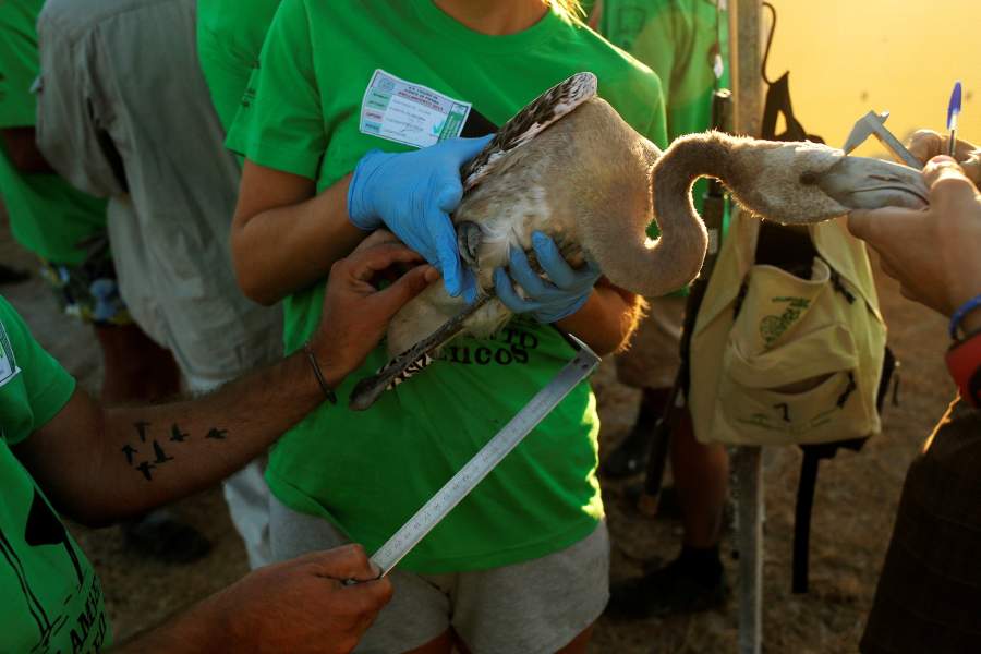 Фламинго в Испании