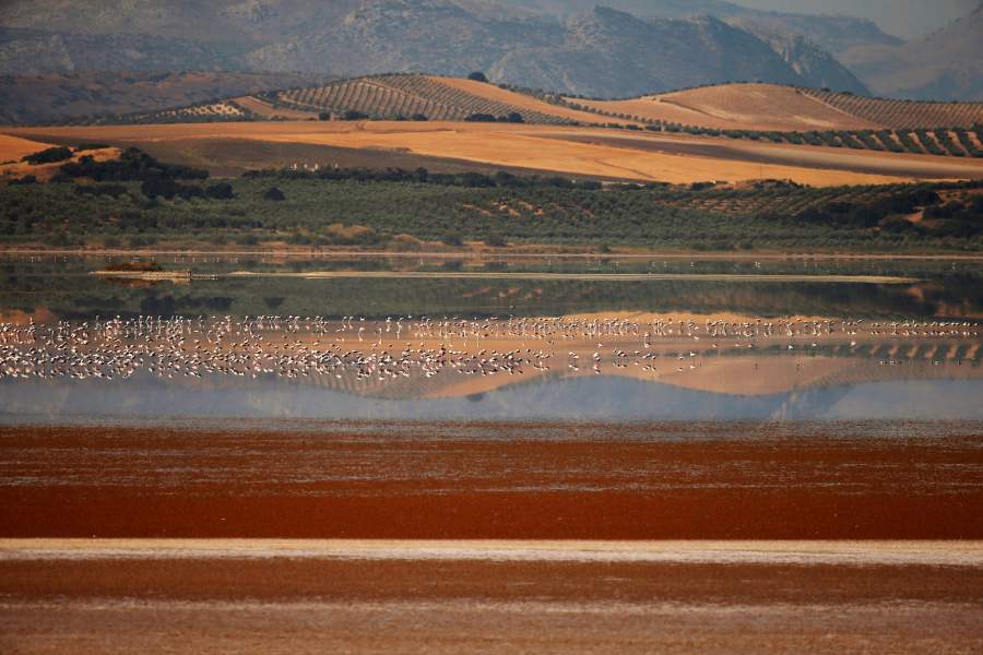 Фламинго в Испании