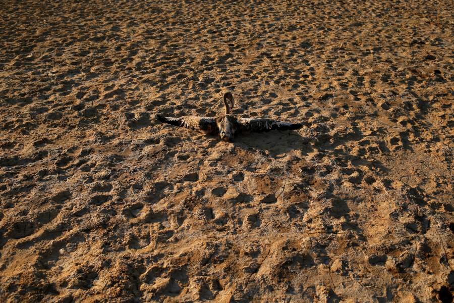 Фламинго в Испании