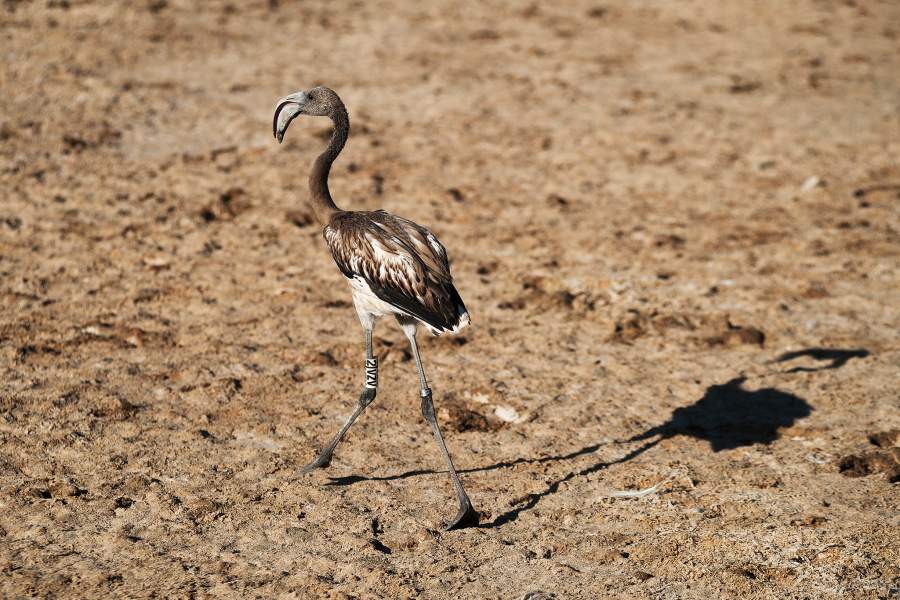 Фламинго в Испании