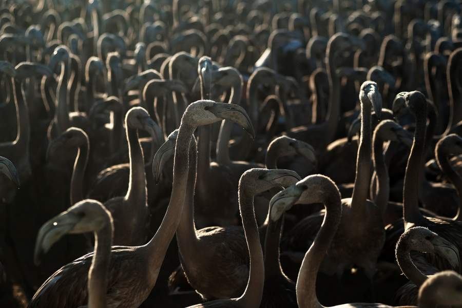 Фламинго в Испании