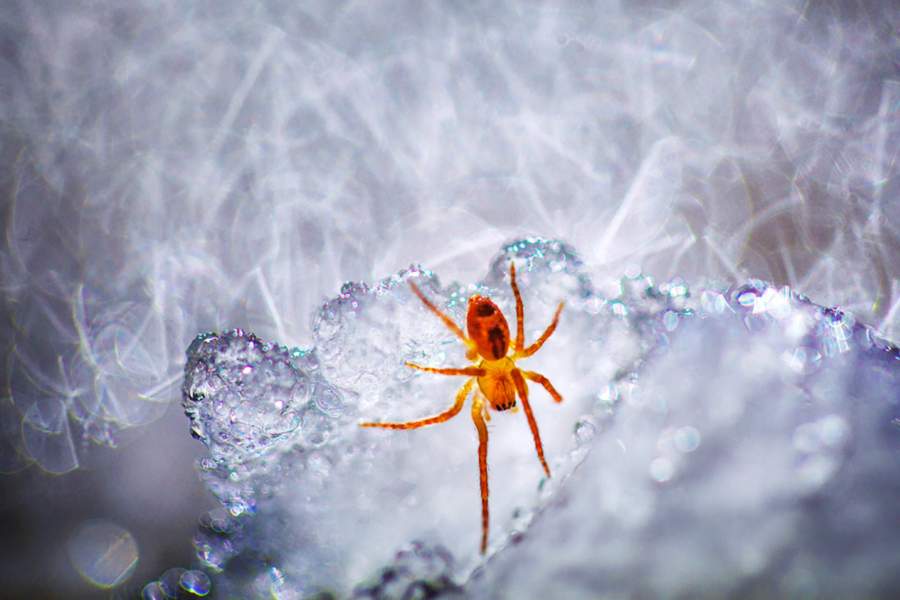 Australian Geographic Nature Photographer