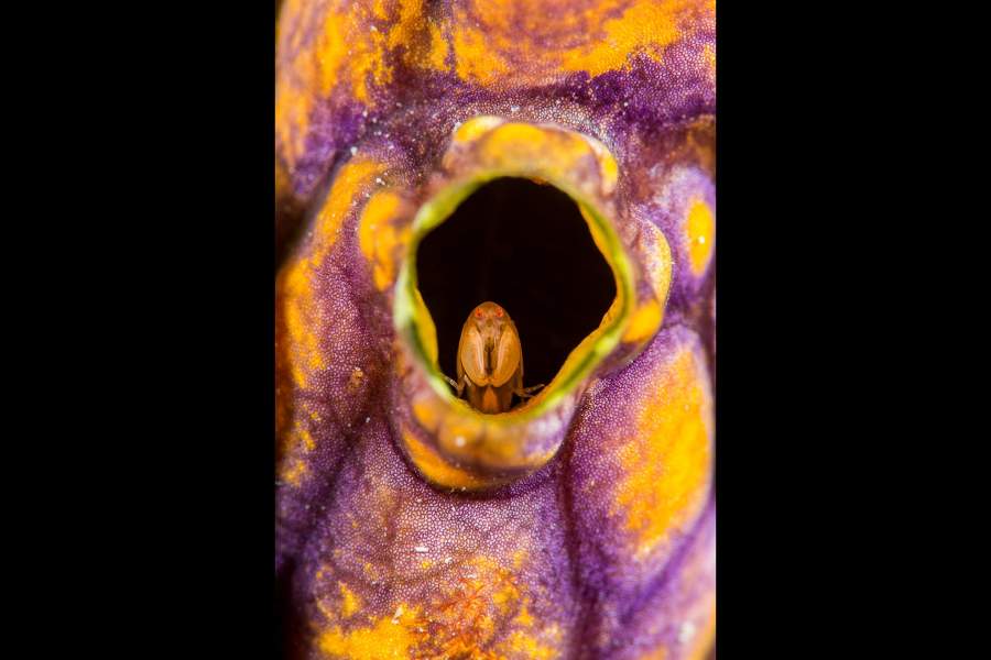 Australian Geographic Nature Photographer