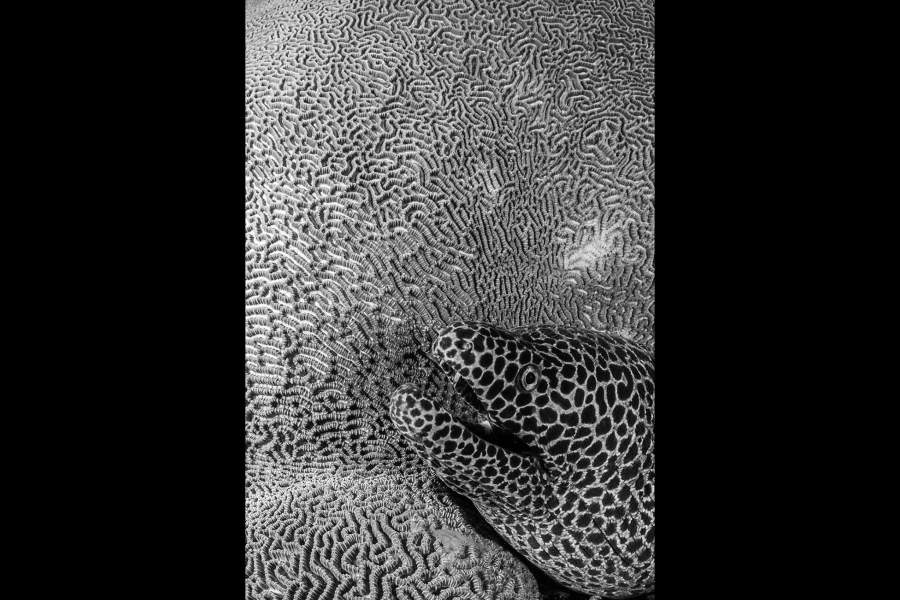 Australian Geographic Nature Photographer