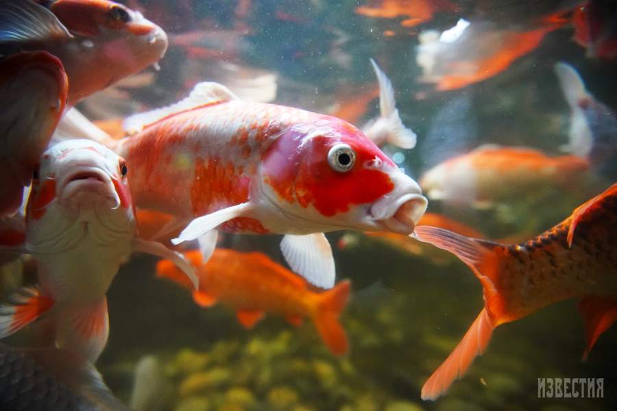 Калининградский зоопарк