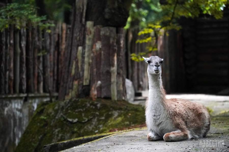 Калининградский зоопарк