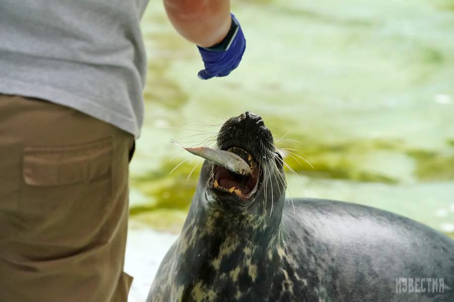 Калининградский зоопарк