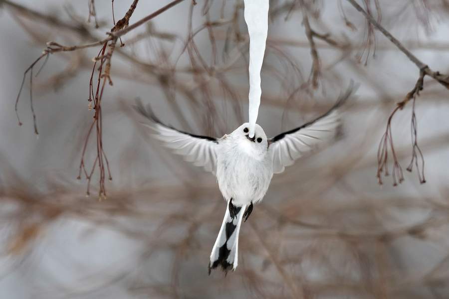Wildlife Photographer of the Year