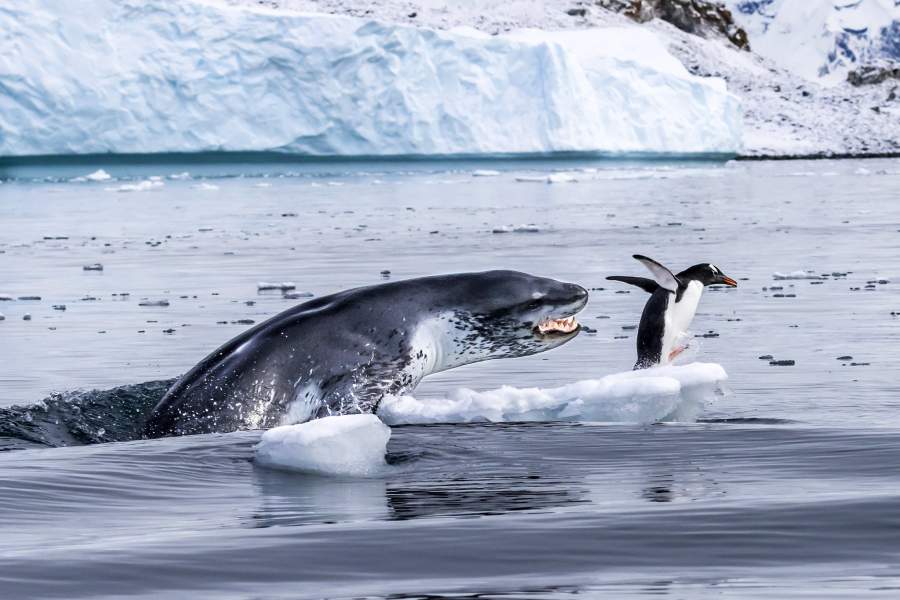 Wildlife Photographer of the Year