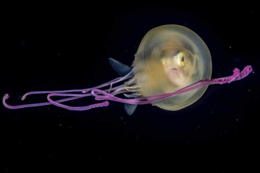 Wildlife Photographer of the Year