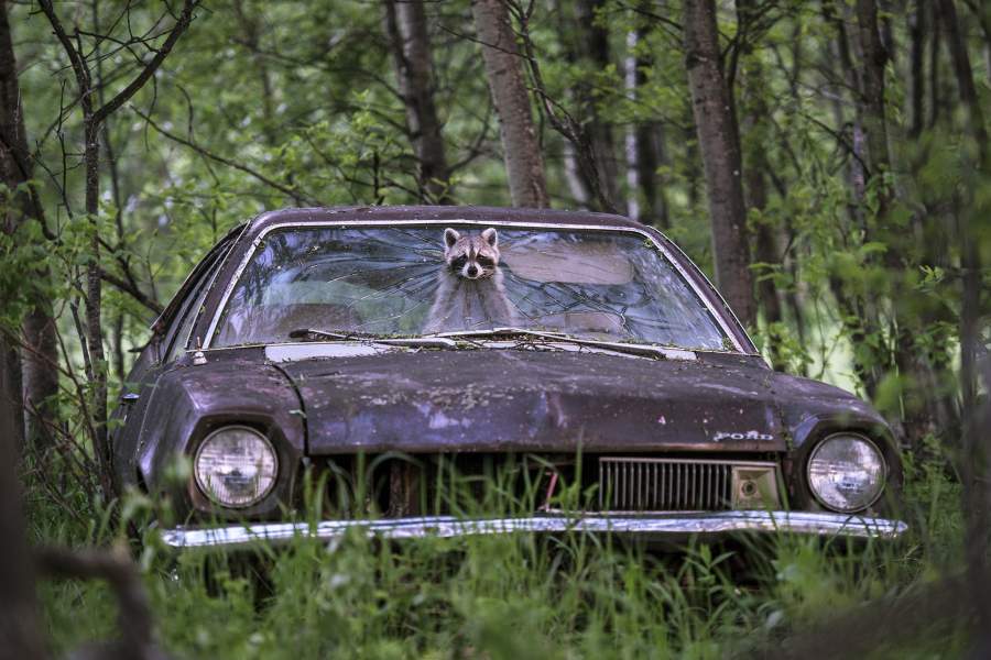 Wildlife Photographer of the Year