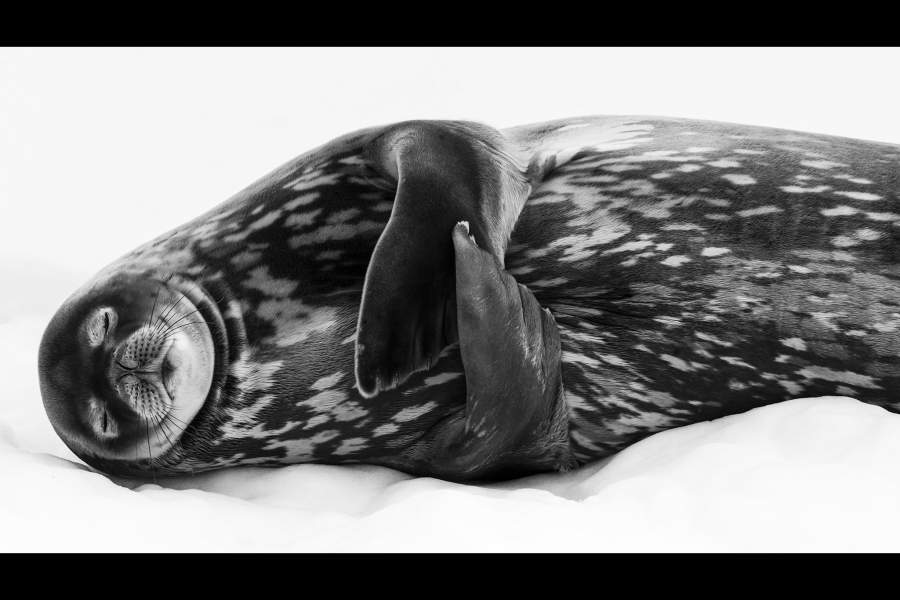 Wildlife Photographer of the Year