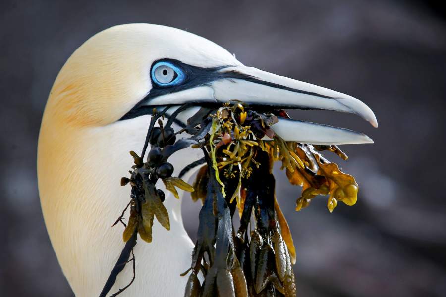 Северные олуши
