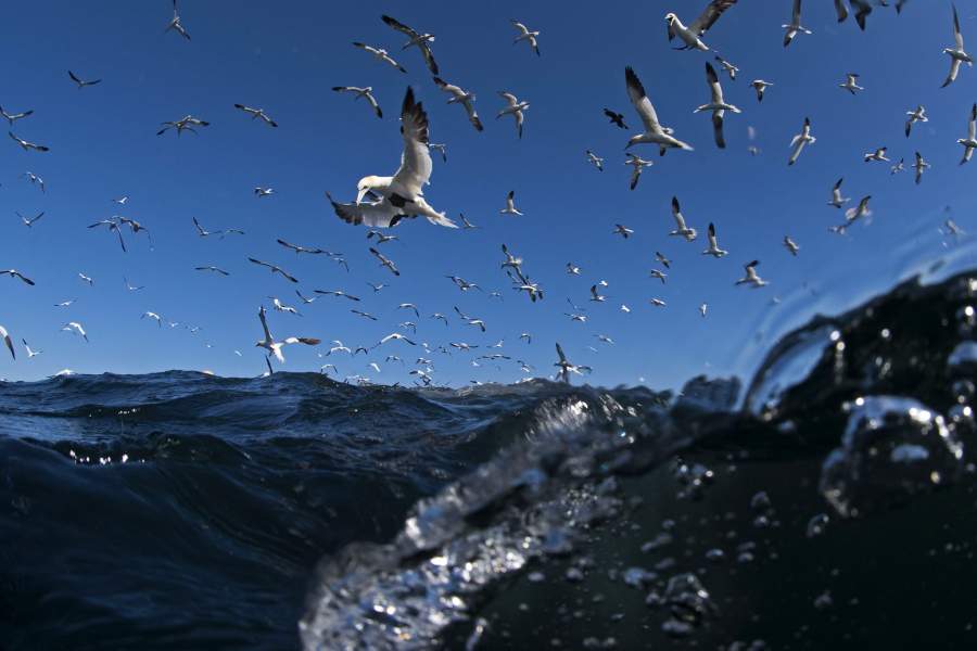 Северные олуши