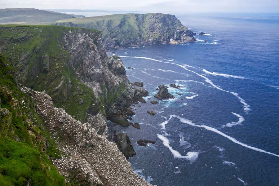 Северные олуши