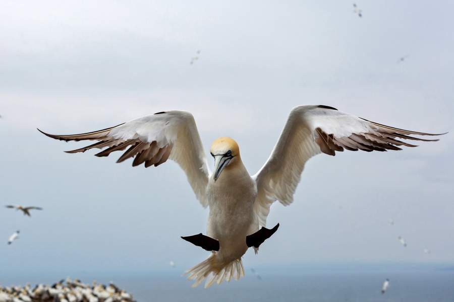 Северные олуши