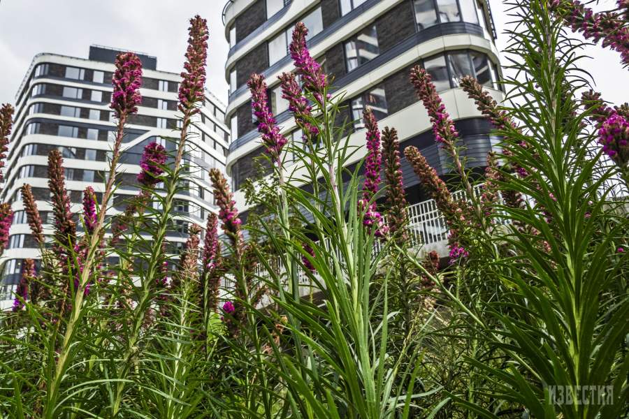 Парк «Зеленая река»