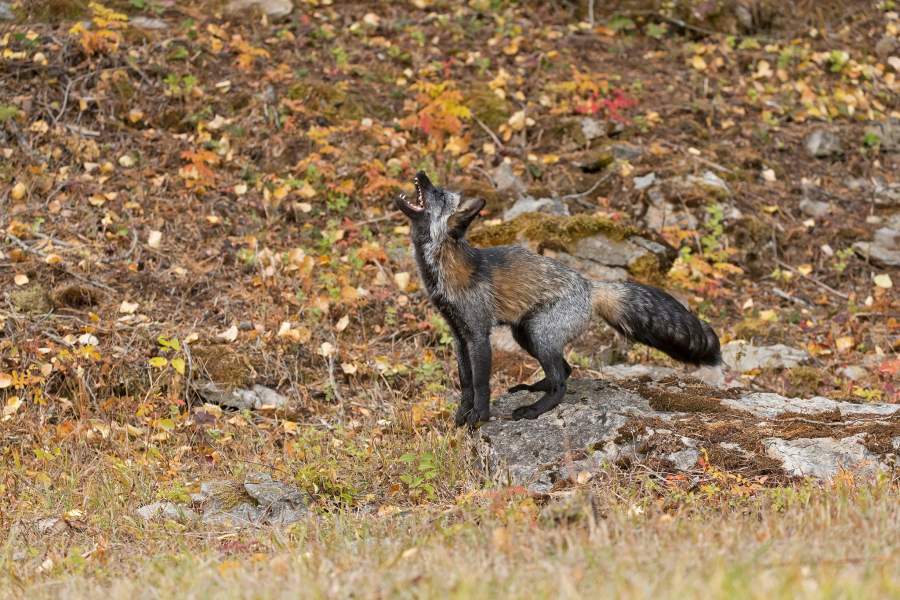 Леса Монтаны